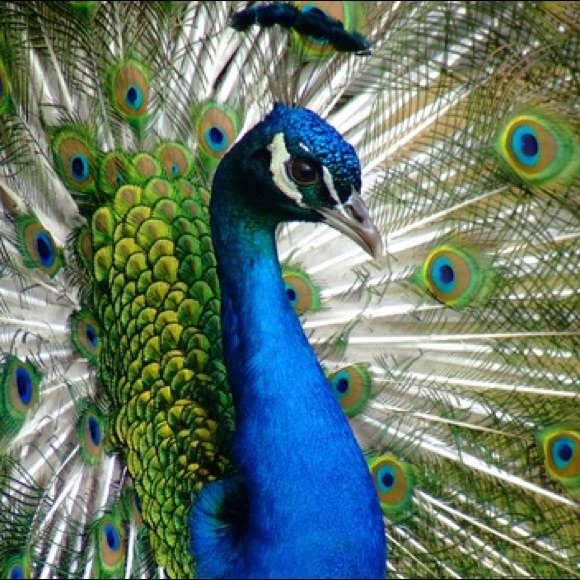 peacockroyalty
